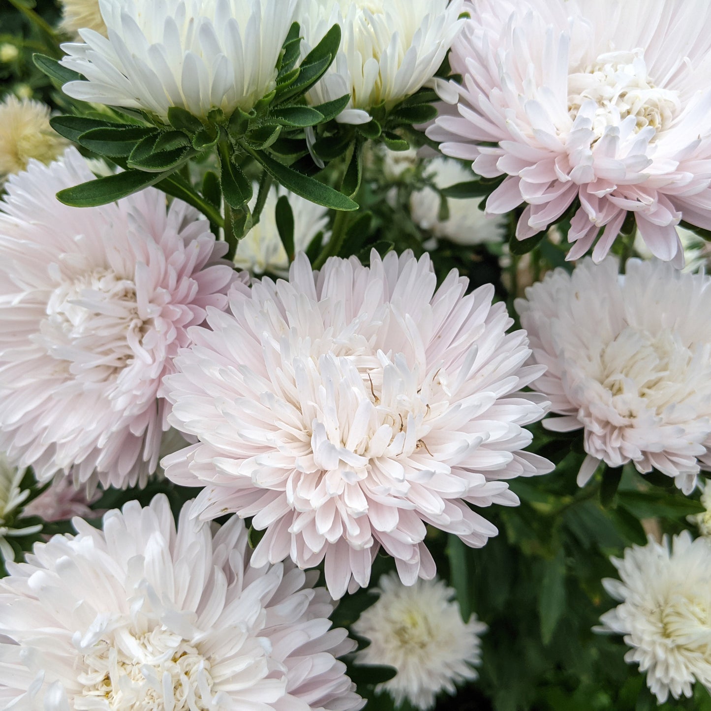 Soft pink King Size China Aster bloom, Apple Blossom variety, with layered petals and yellow centre.