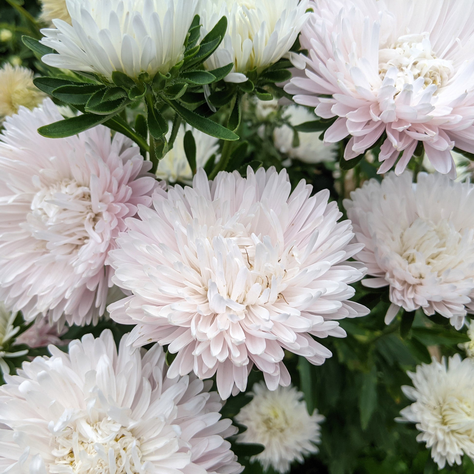 Soft pink King Size China Aster bloom, Apple Blossom variety, with layered petals and yellow centre.