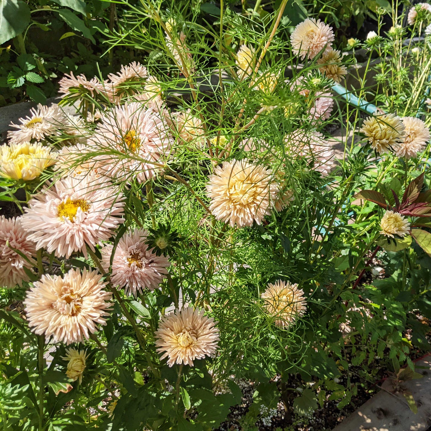 Close-up of a cluster of King Size China Aster flowers with green leaves in a garden setting.