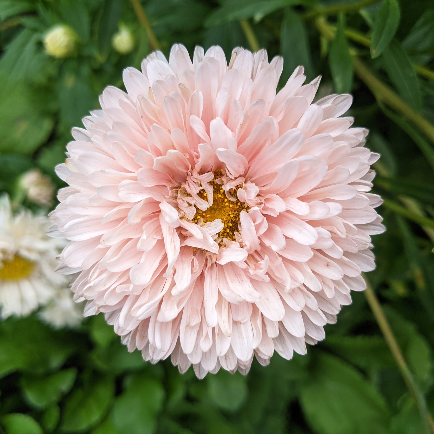 Close-up of a King Size China Aster Apricot flower with green leaves in the background