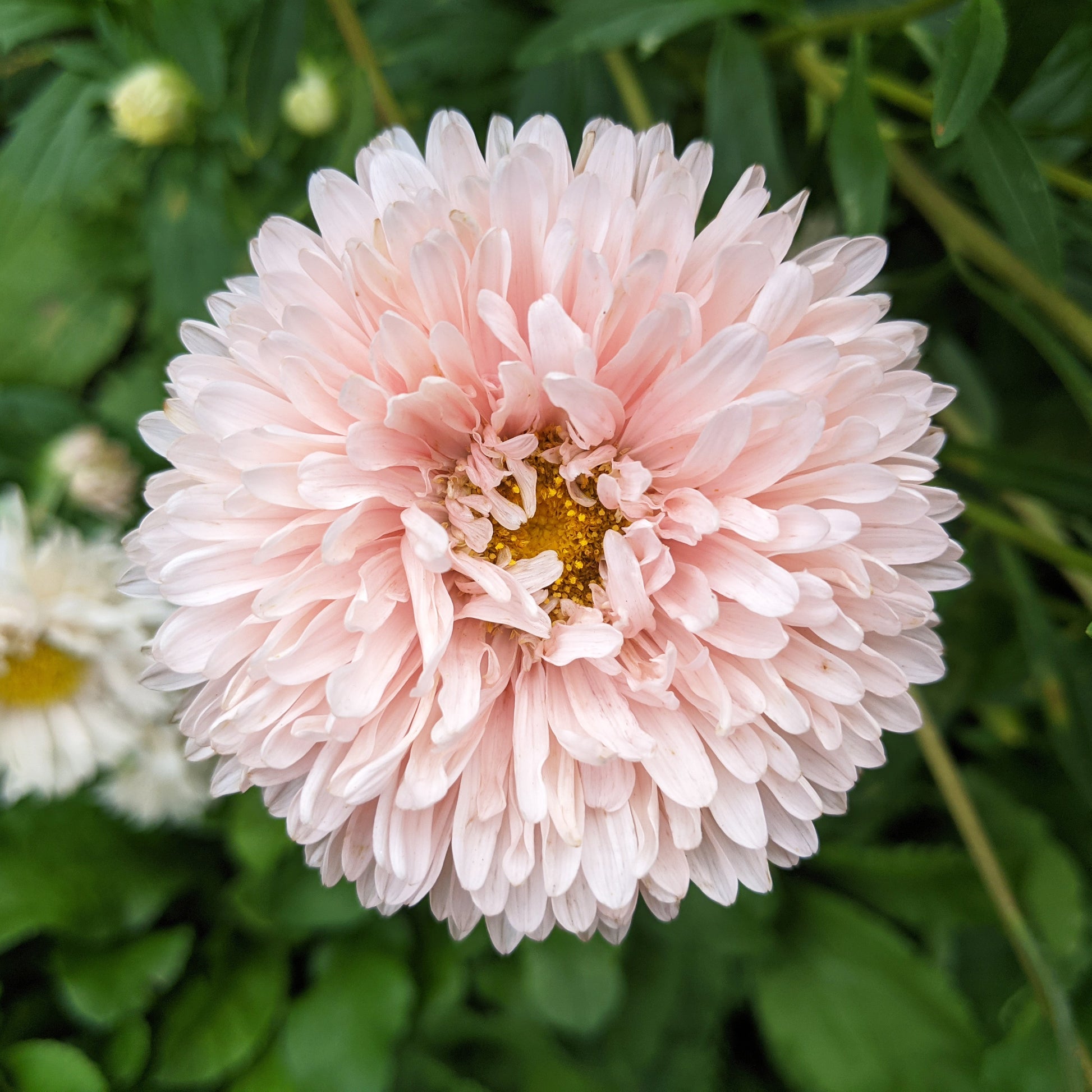 Close-up of a King Size China Aster Apricot flower with green leaves in the background