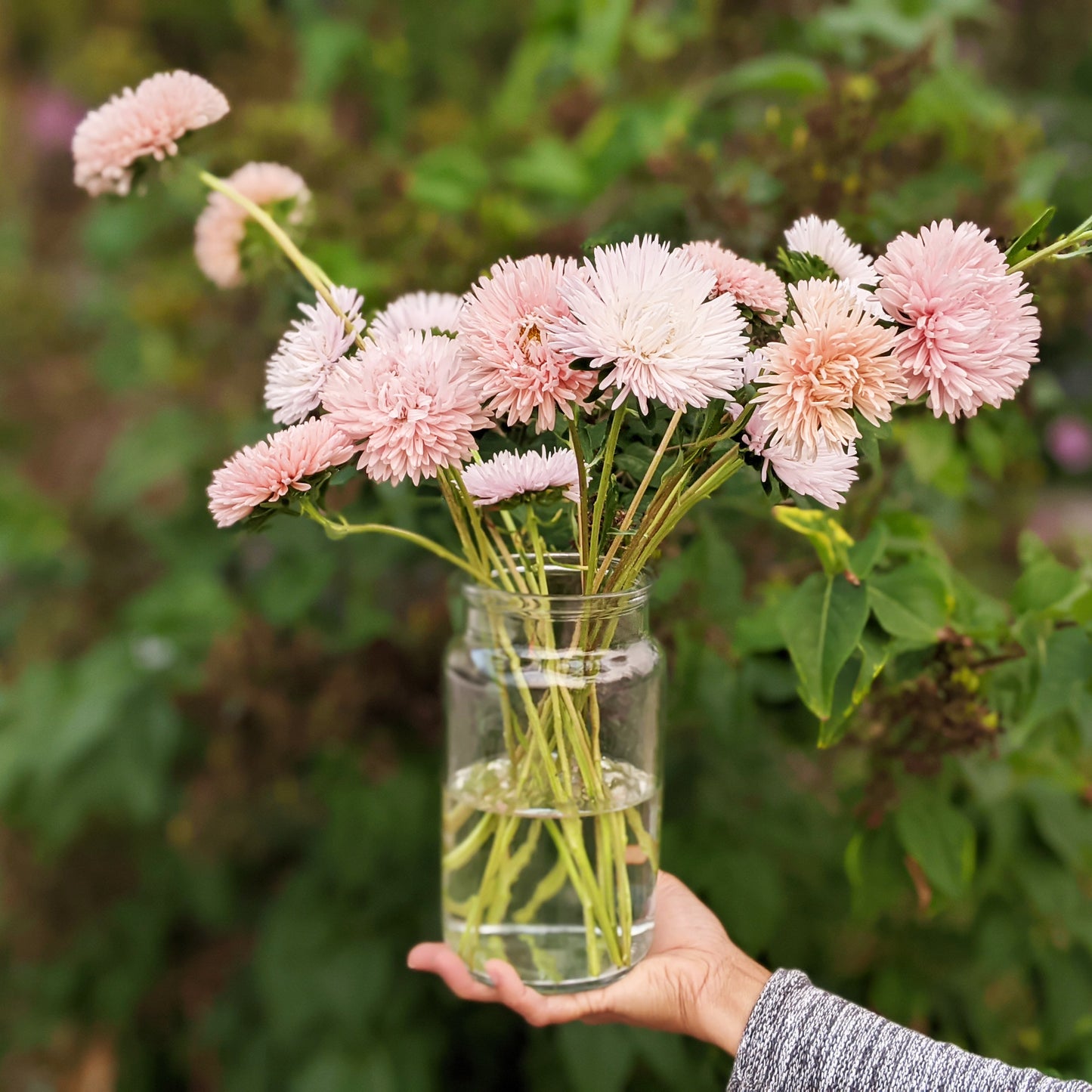 Hand holding a clear glass vase with King Size China Aster apricot and apple blossom flowers against a green background