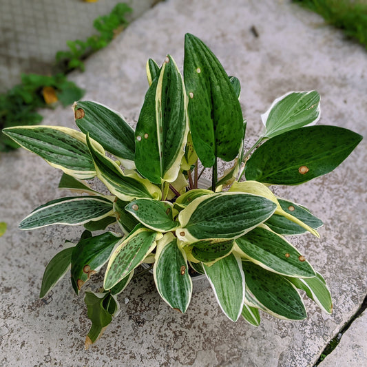 Ledebouria-Petiolata-Variegata