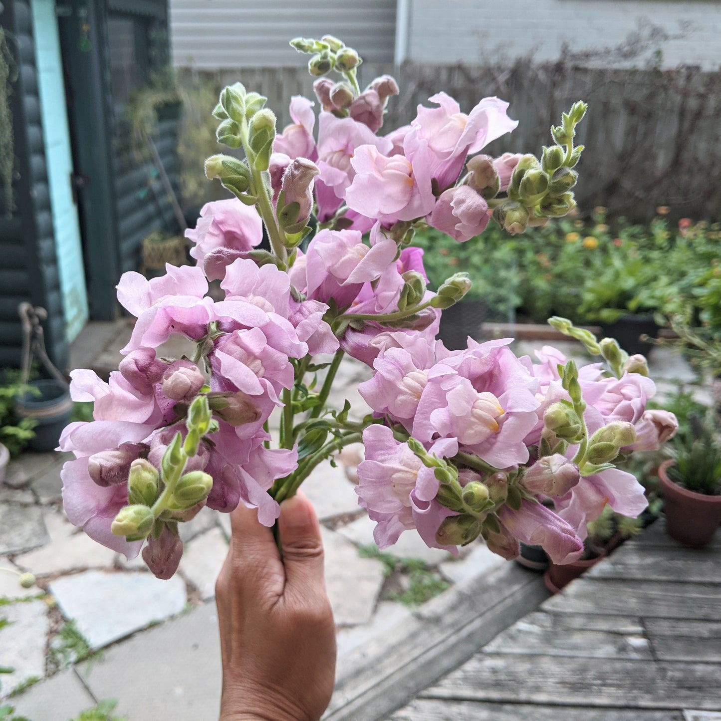 Snapdragon Rocket - Antirrhinum Majus Seed