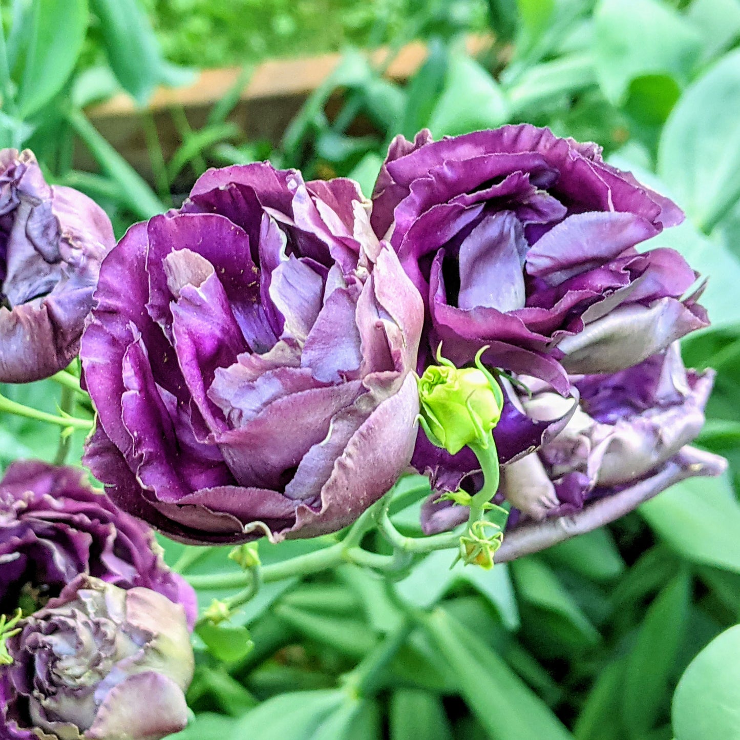 Lisianthus Rosanne Black Pearl (F1)(Eustoma Grandiflorum) plant in bloom, featuring elegant rose-like flowers and slender green stems.