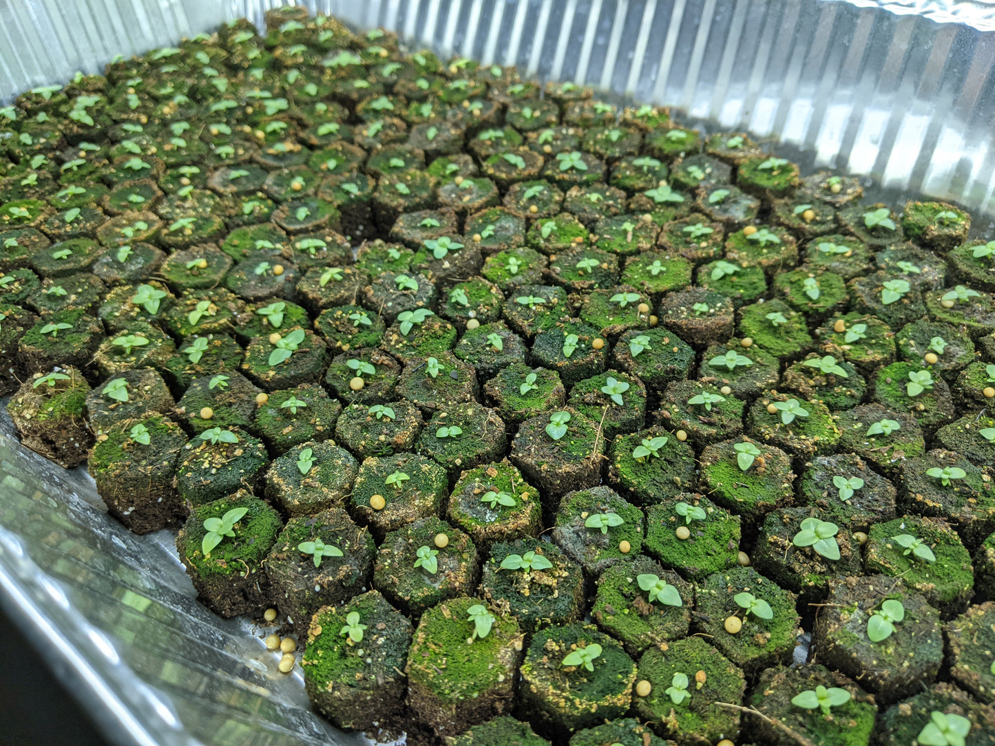 Lisianthus - Open-Pollinated Seedlings - 4 Starter Plants