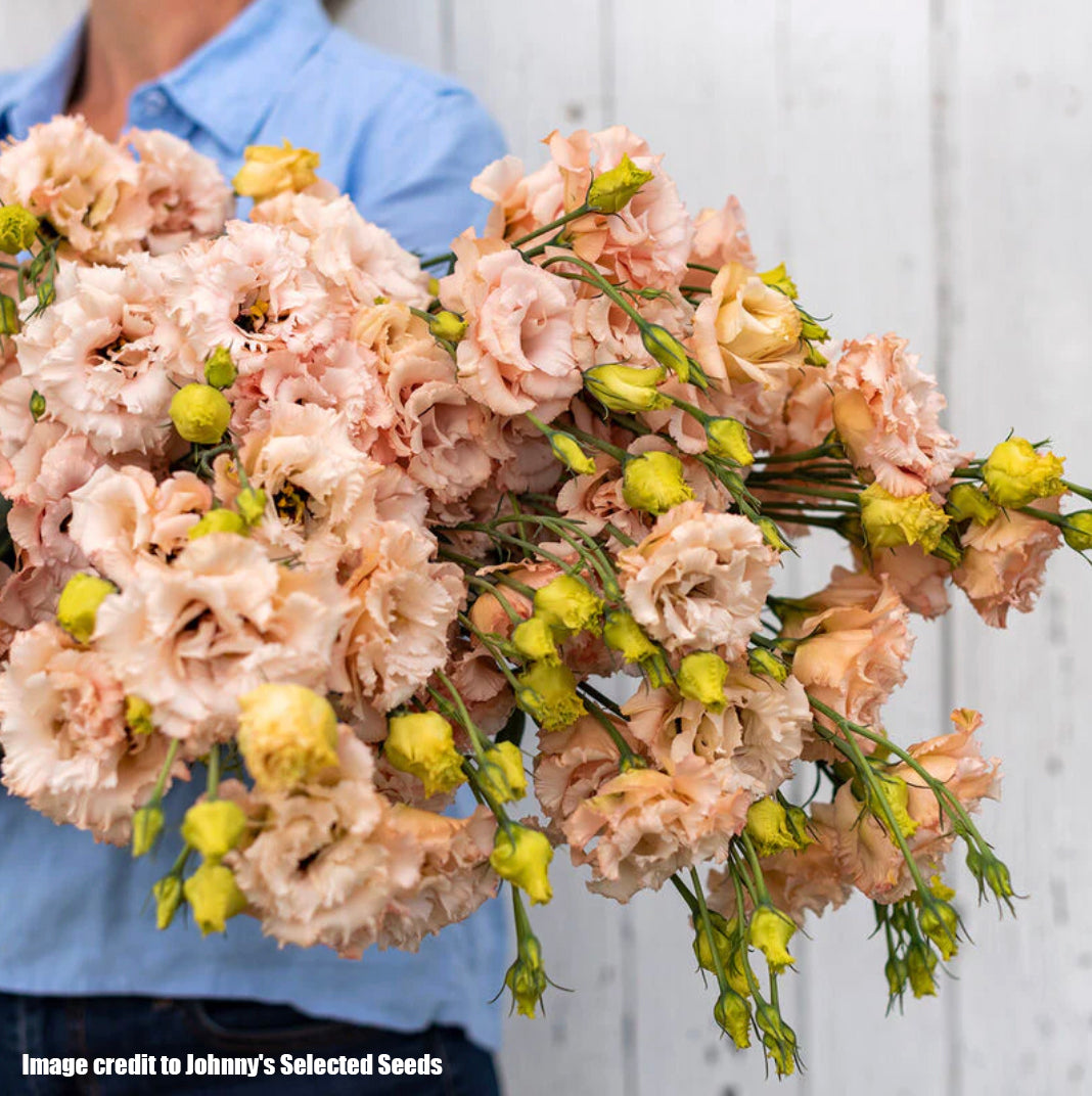 Lisianthus