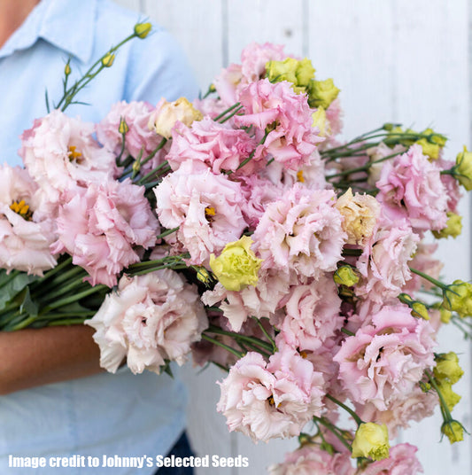 Lisianthus