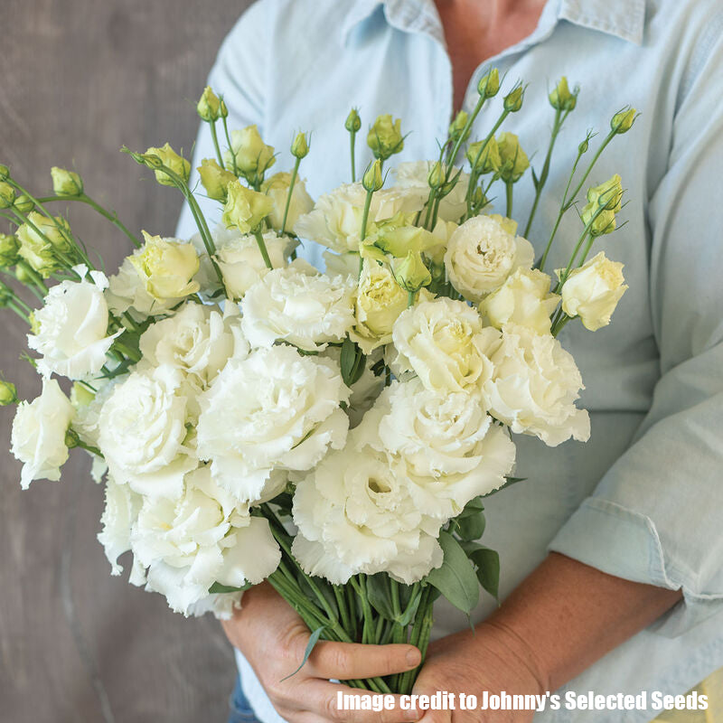 Lisianthus