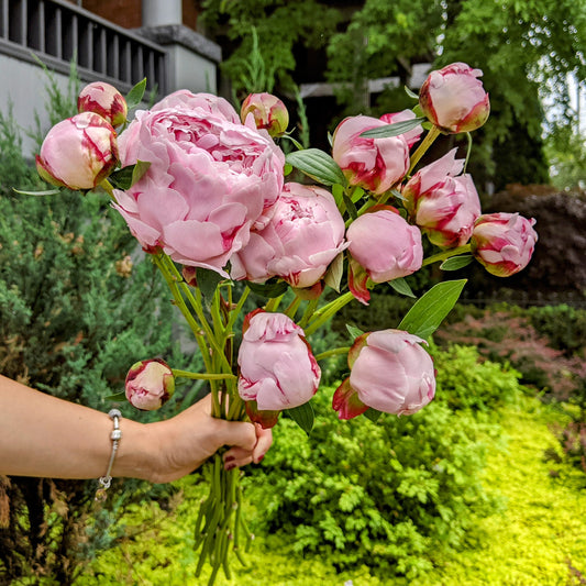 Pink Peony – Cut Flower Bunch (5 Stems)