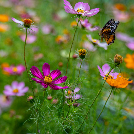 Cosmos - Mix Colours