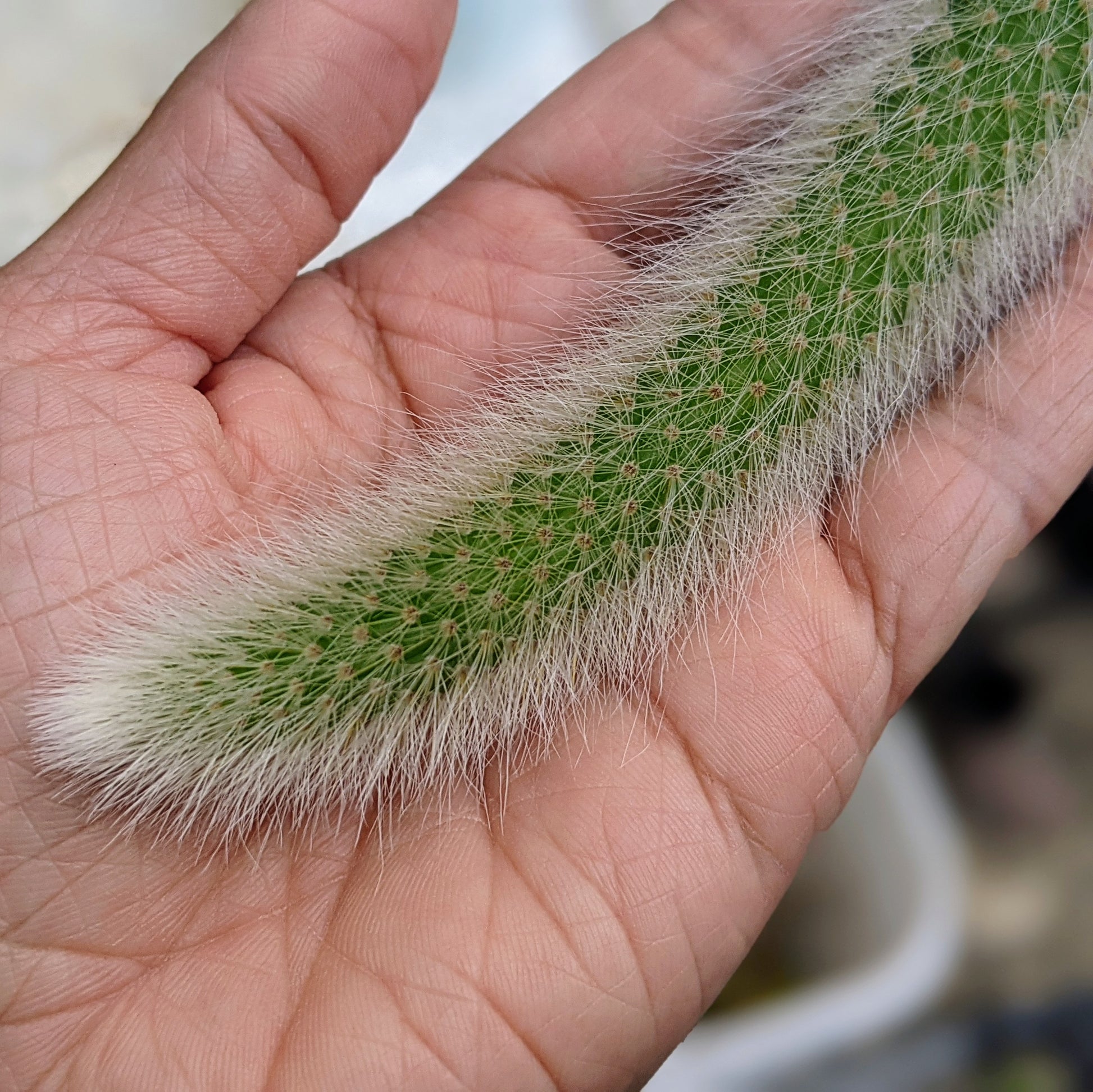 Close-up of Monkey Tail Cactus (Hildewintera Colademononis) showcasing its unique, hairy stems and vibrant green colour.