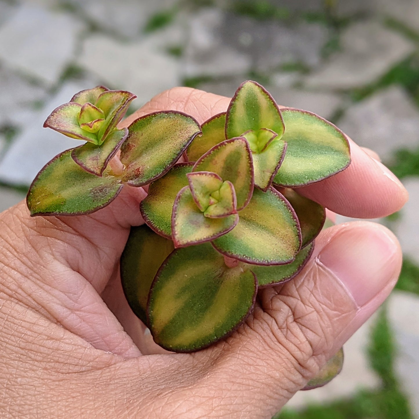 Crassula Pellucida - Green Variegation