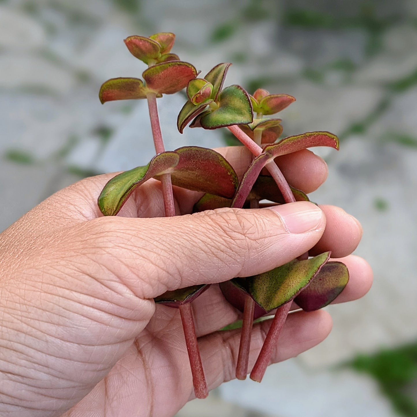 Crassula Pellucida - Green Variegation