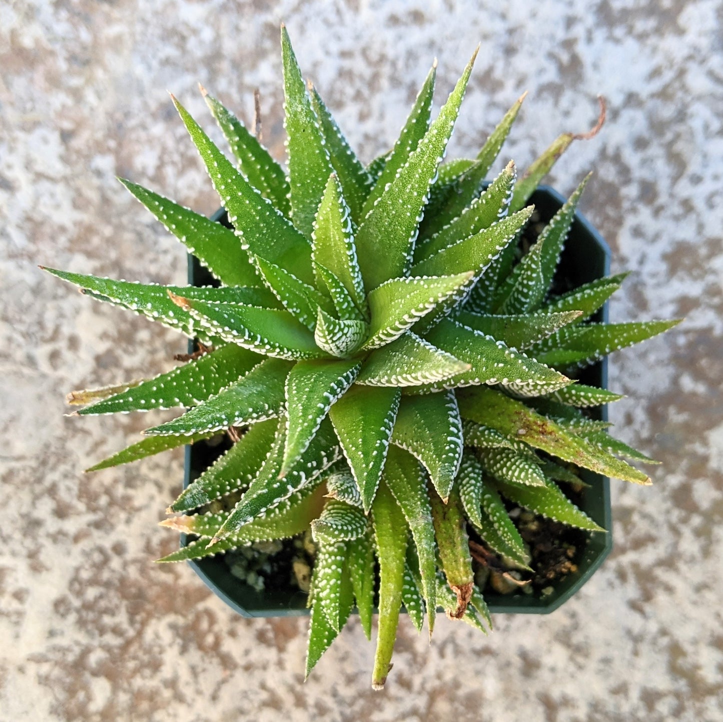 Haworthia Big Bang