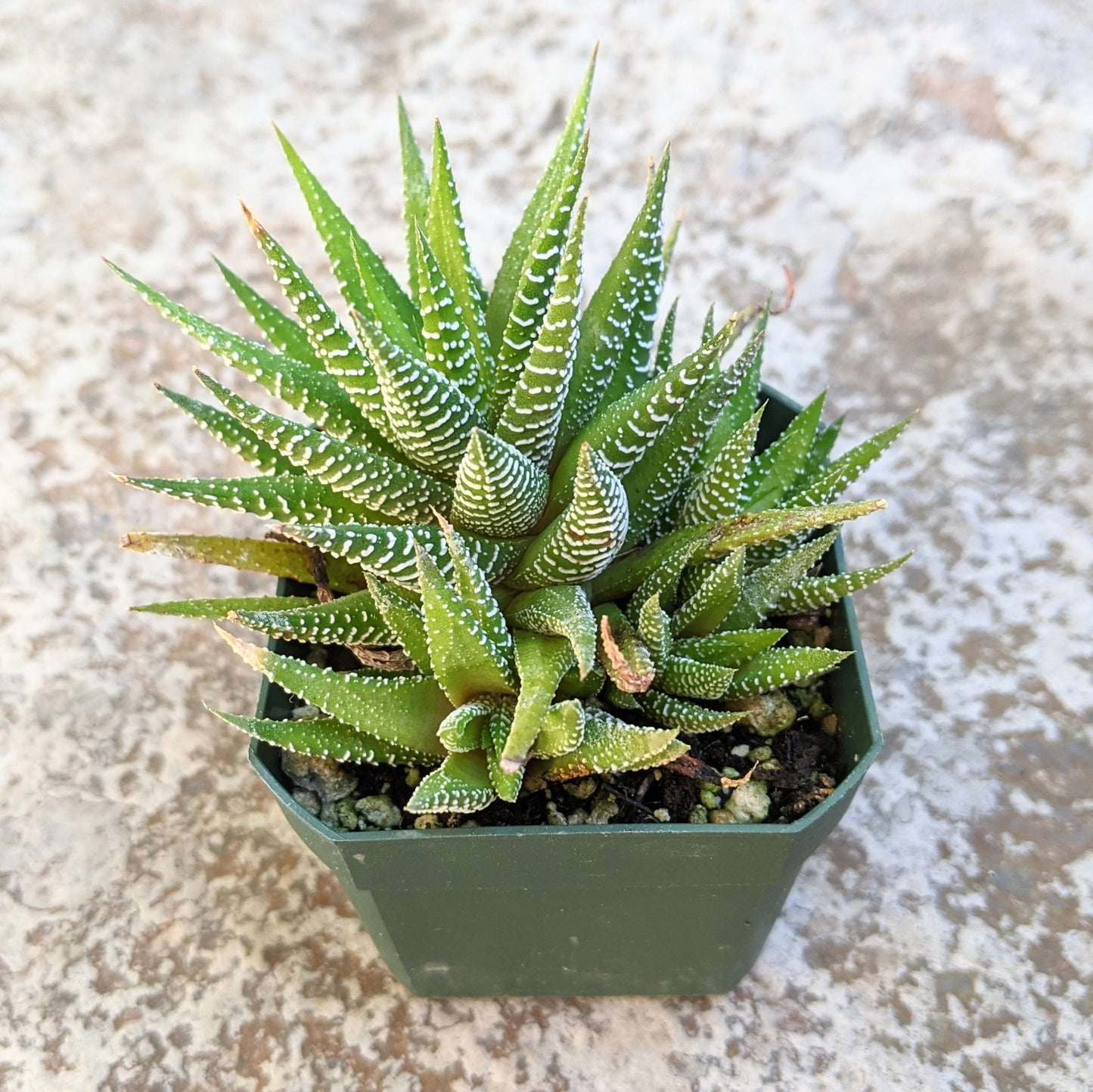 Haworthia Big Bang