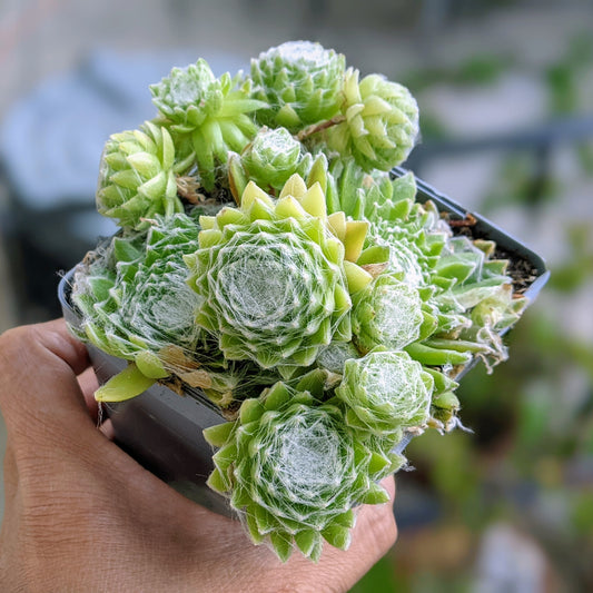 Sempervivum Cobwebs