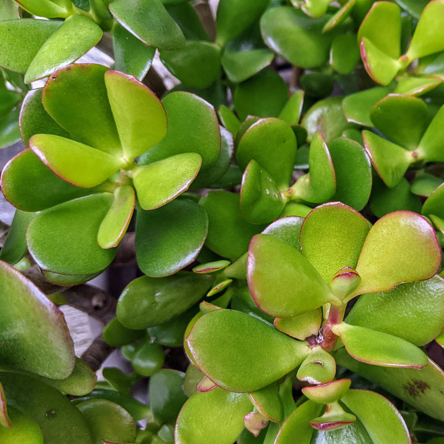 Crassula Green Jade