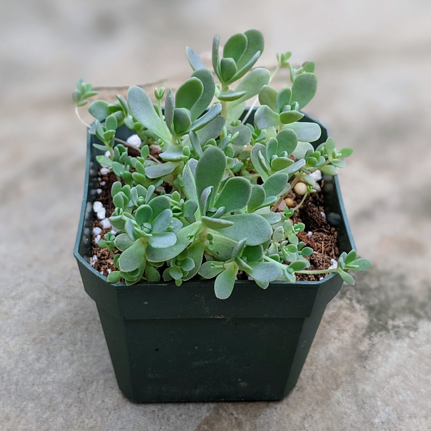 Orostachys Boehmeri aka Chinese Duncecap