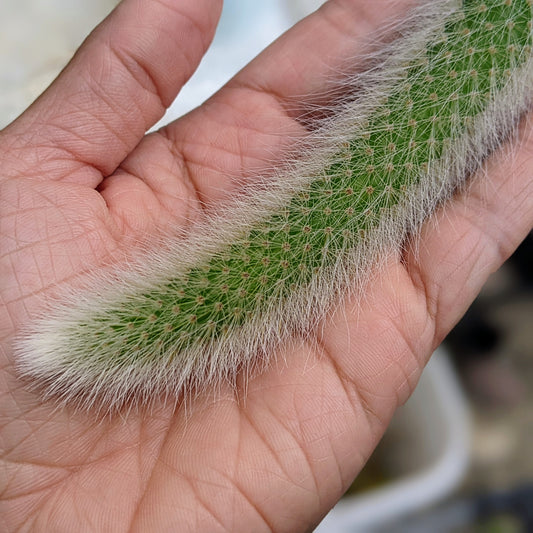 Hildewintera Colademononis Monkey Tail