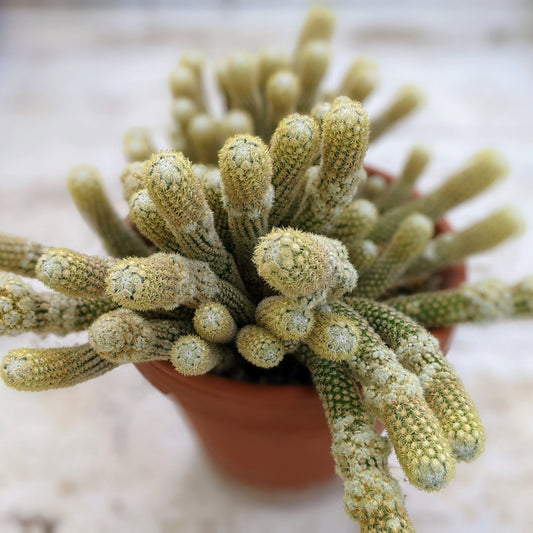 Mammillaria Gracilis Species