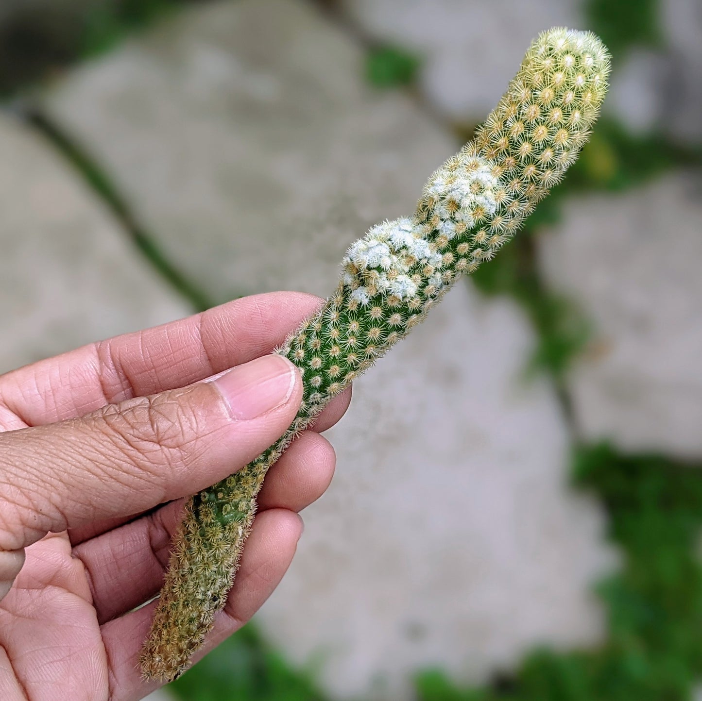 Mammillaria Gracilis Species