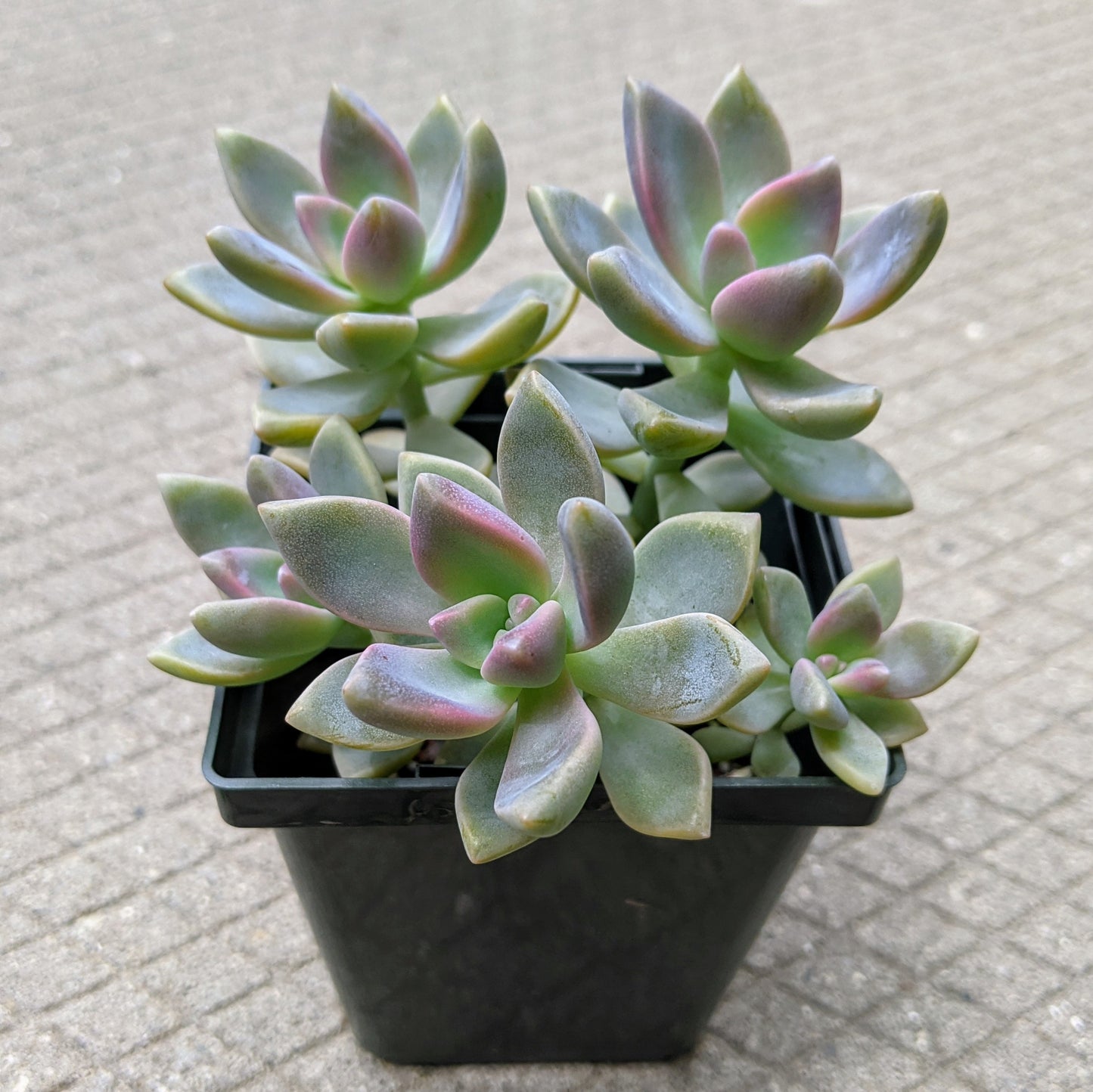 Graptopetalum Paraguayense aka Ghost Plant