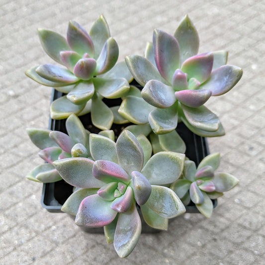 Graptopetalum Paraguayense aka Ghost Plant