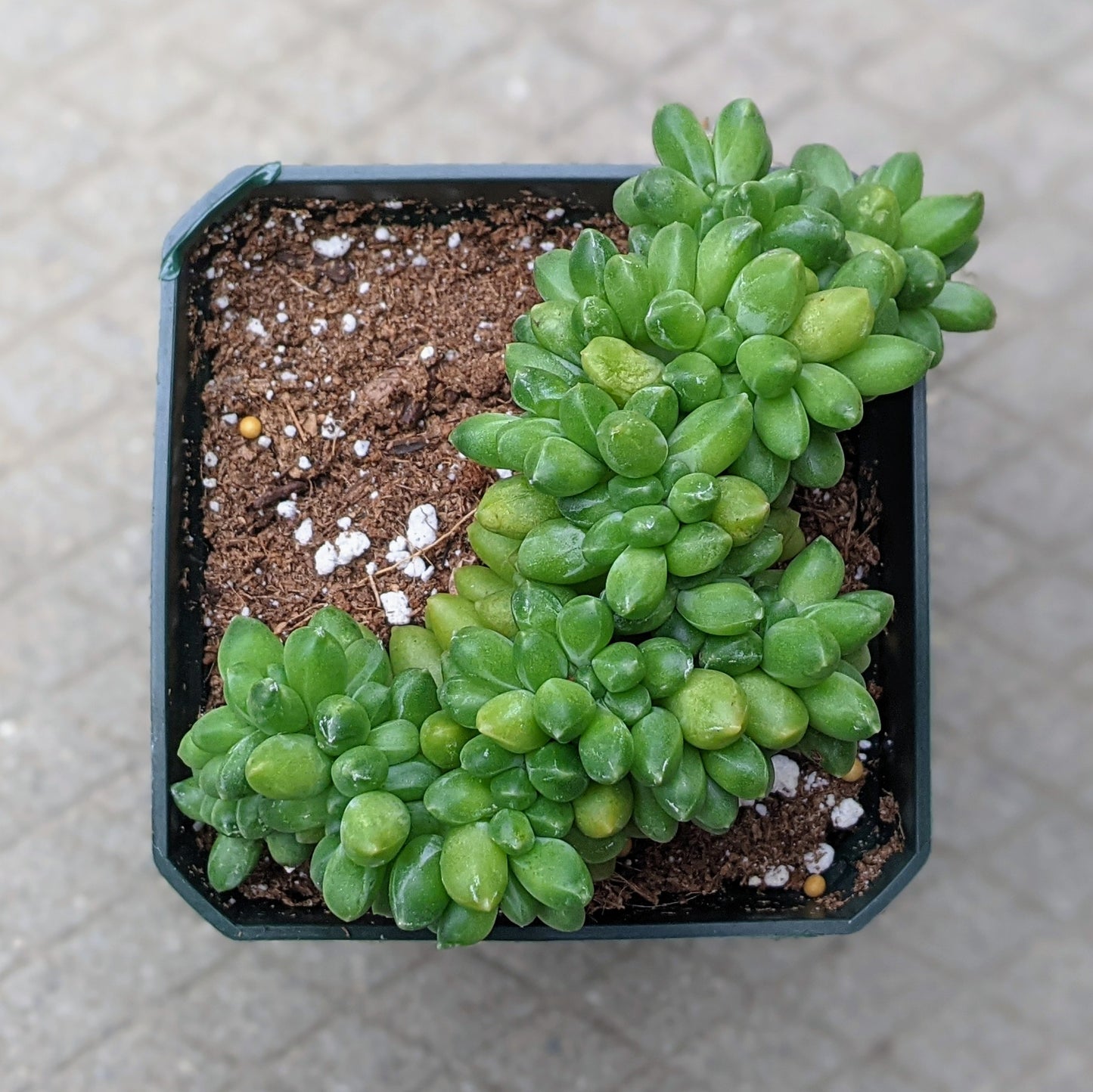 Pachyphytum Hybrid ‘Chiseled Stones’