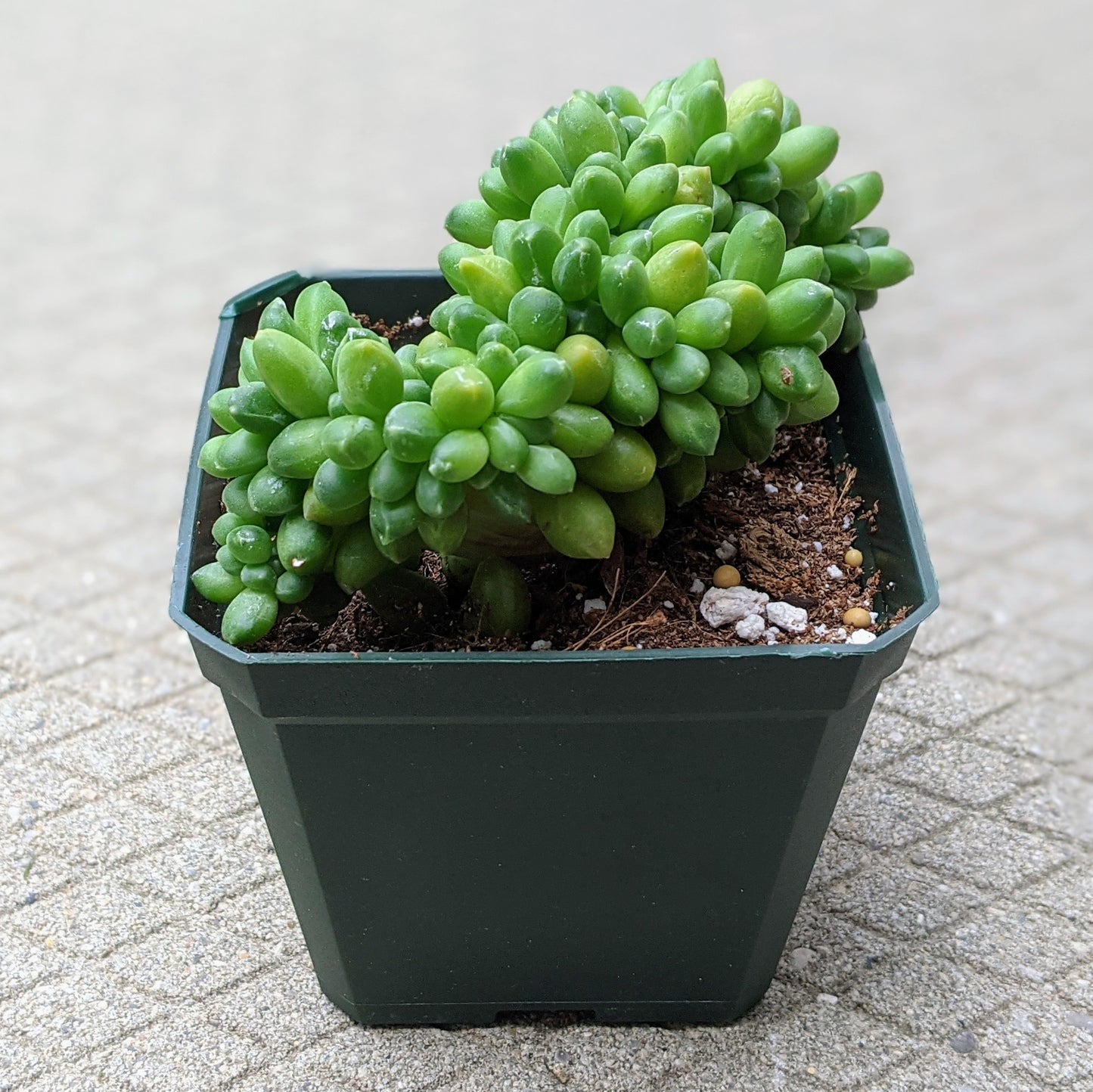 Pachyphytum Hybrid ‘Chiseled Stones’