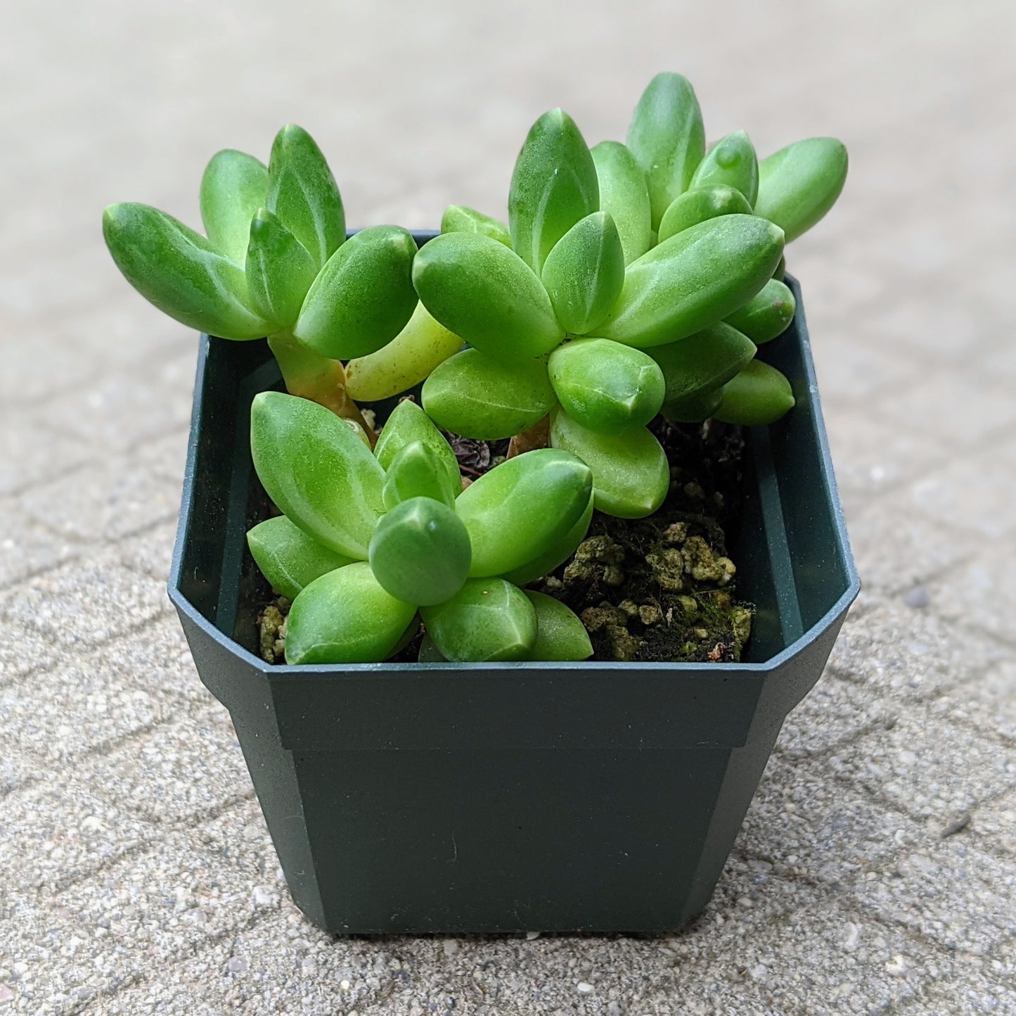 Pachyphytum Hybrid ‘Chiseled Stones’