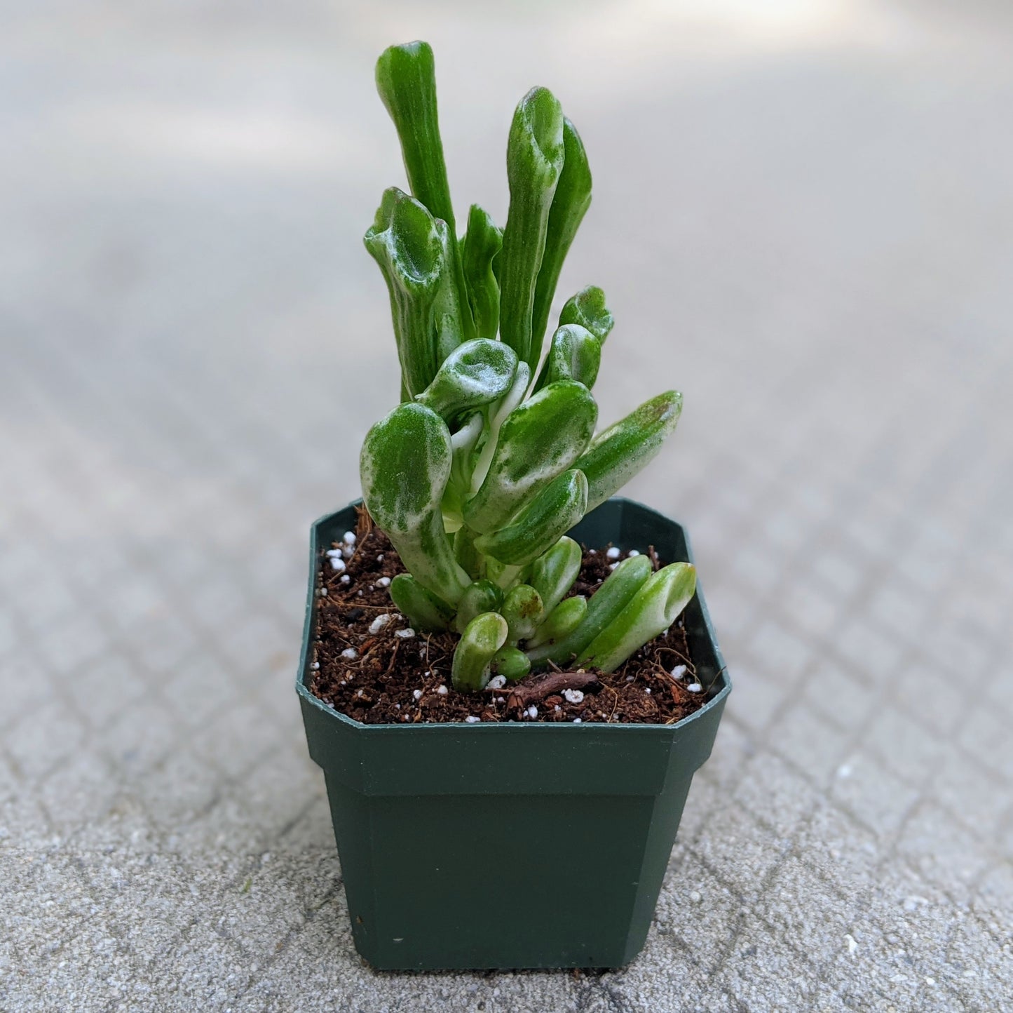 Crassula Ovata Gollum Variegated