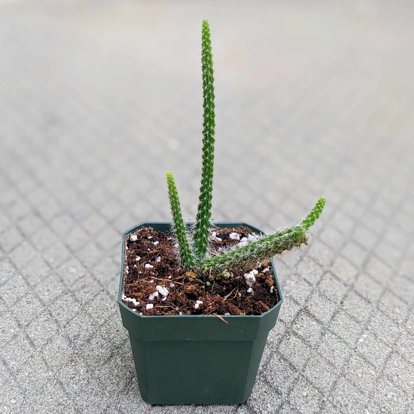 Disocactus Flagelliformis aka Rat Tail Cactus