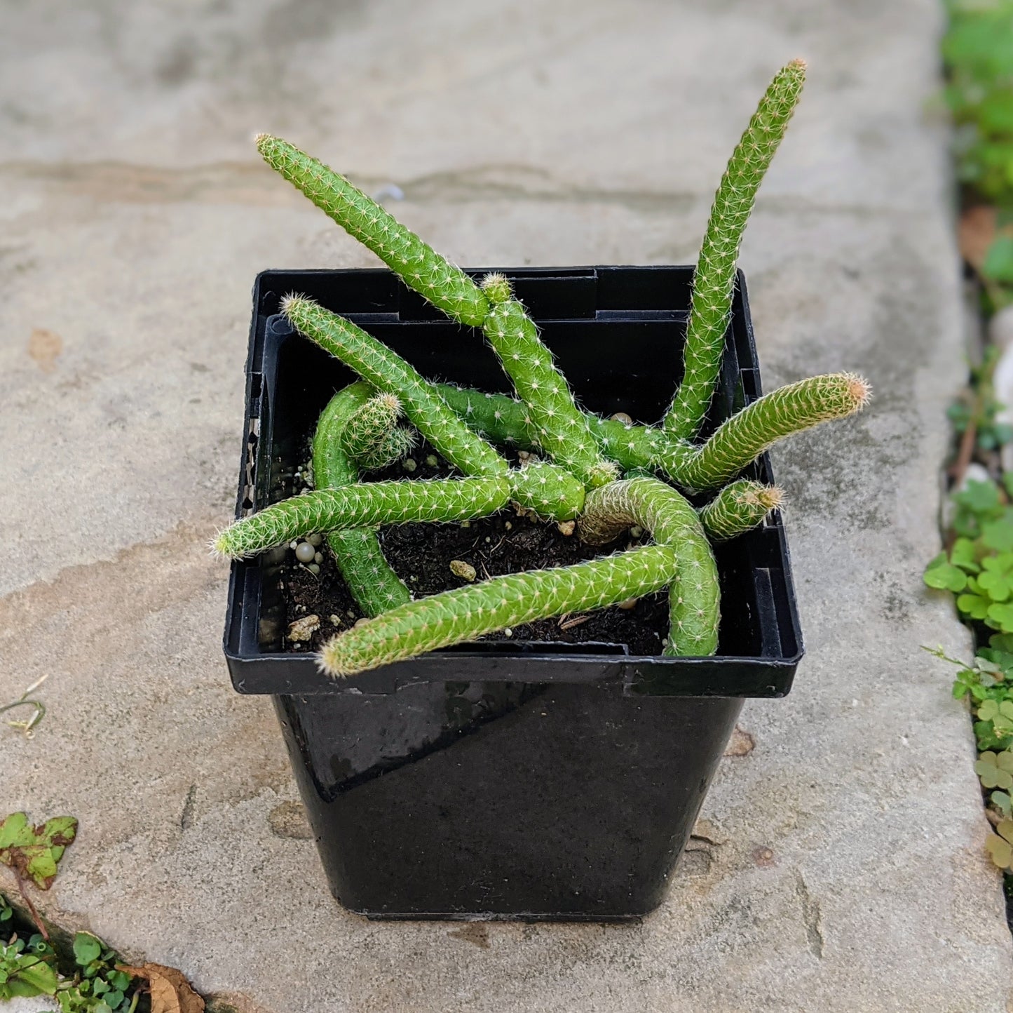 Echinopsis Chamaecereus Luisramirezii Peanut Cactus