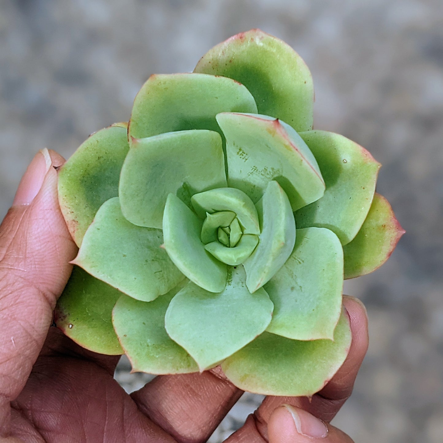 Echeveria Lemon Tree