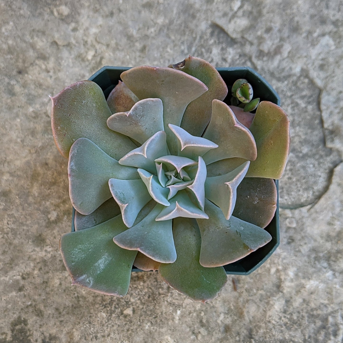 Echeveria Swan Lake