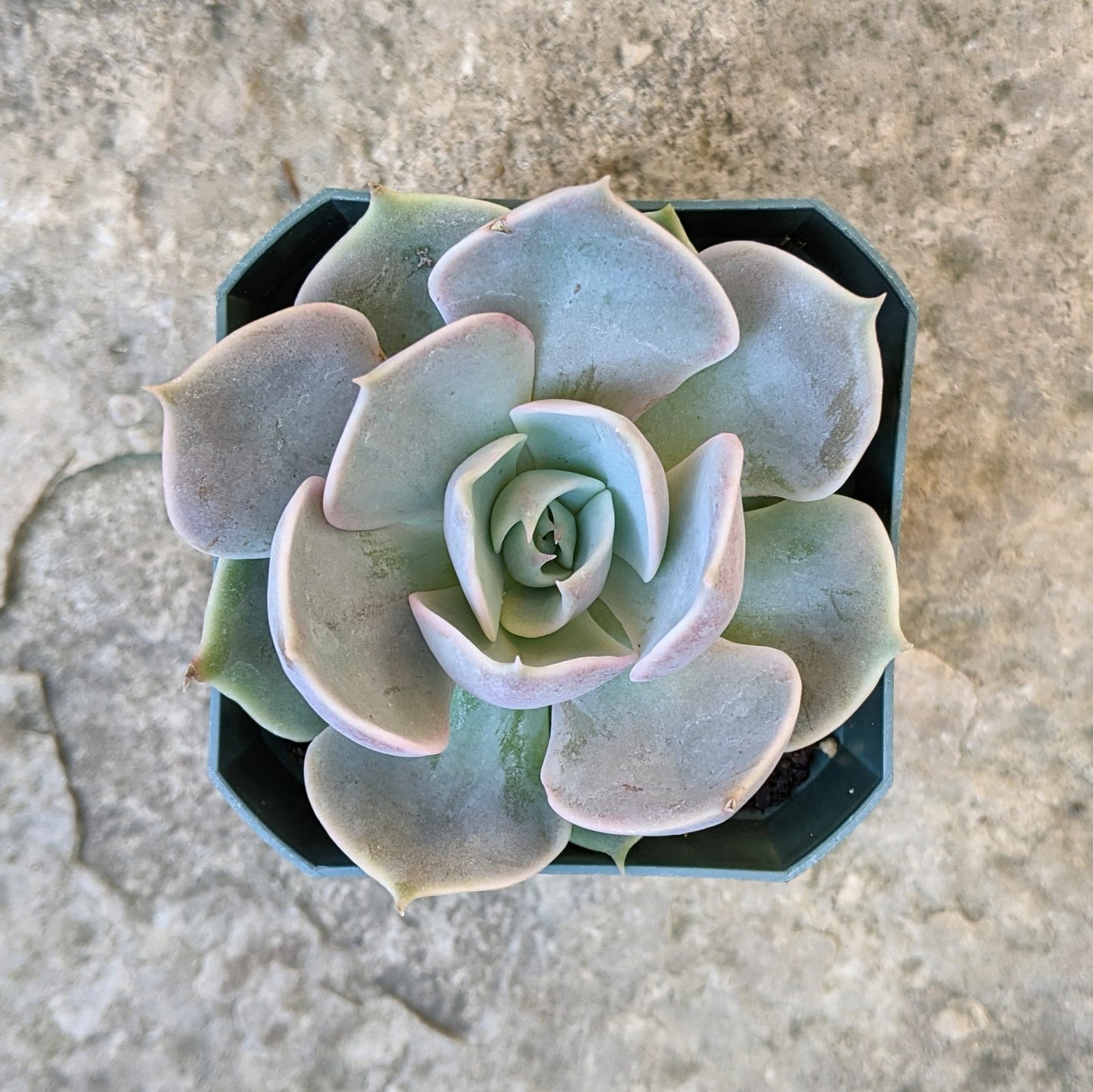 Echeveria Lotus