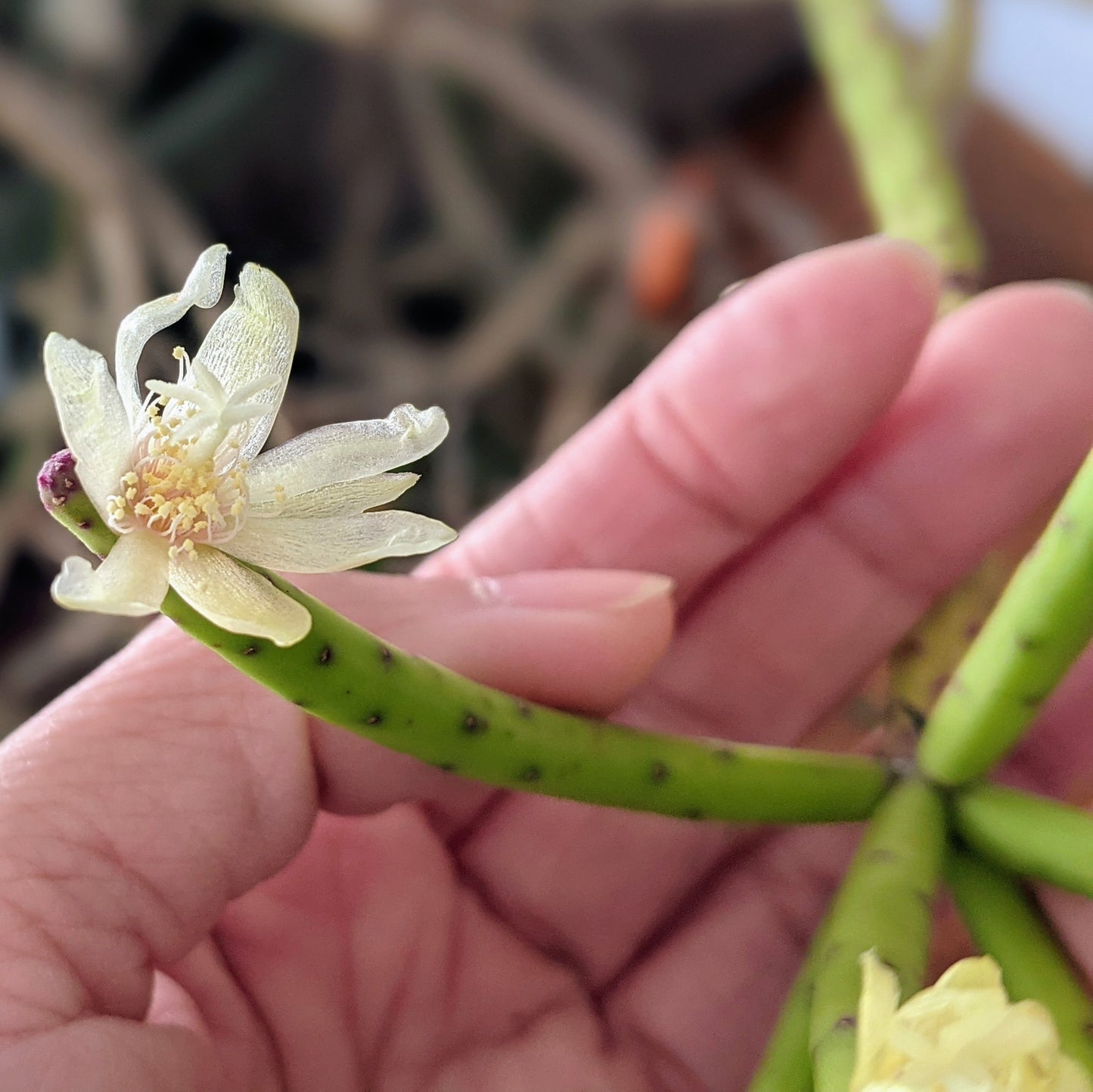 Rhipsalis Neves-Armondii