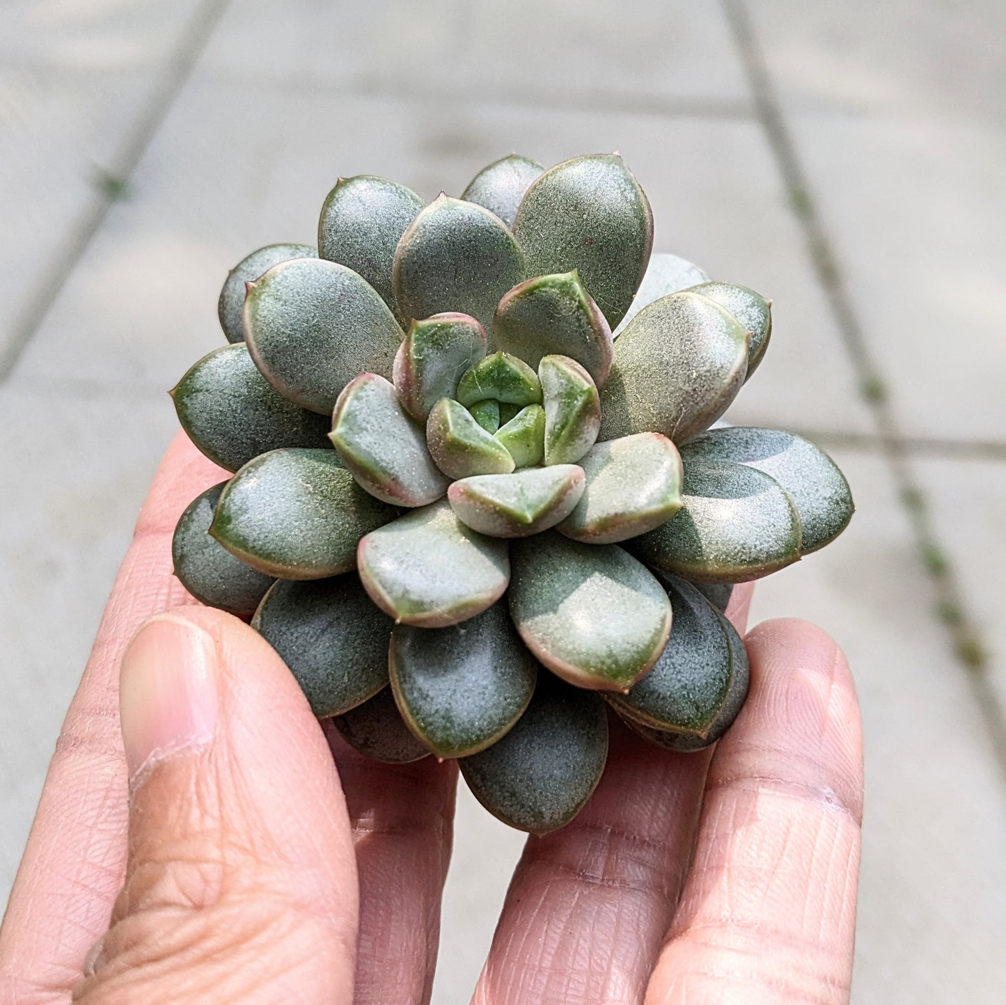 Graptoveria Amethorum