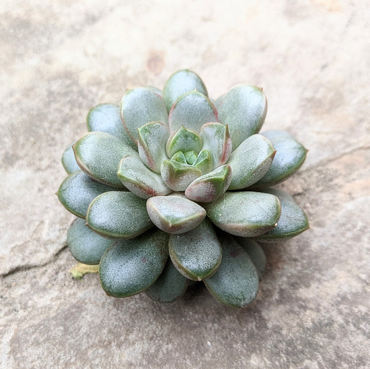 Graptoveria Amethorum