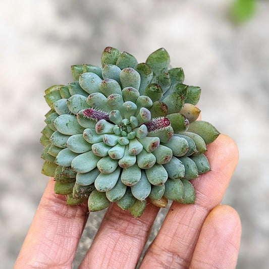 Echeveria Setosa v. Deminuta