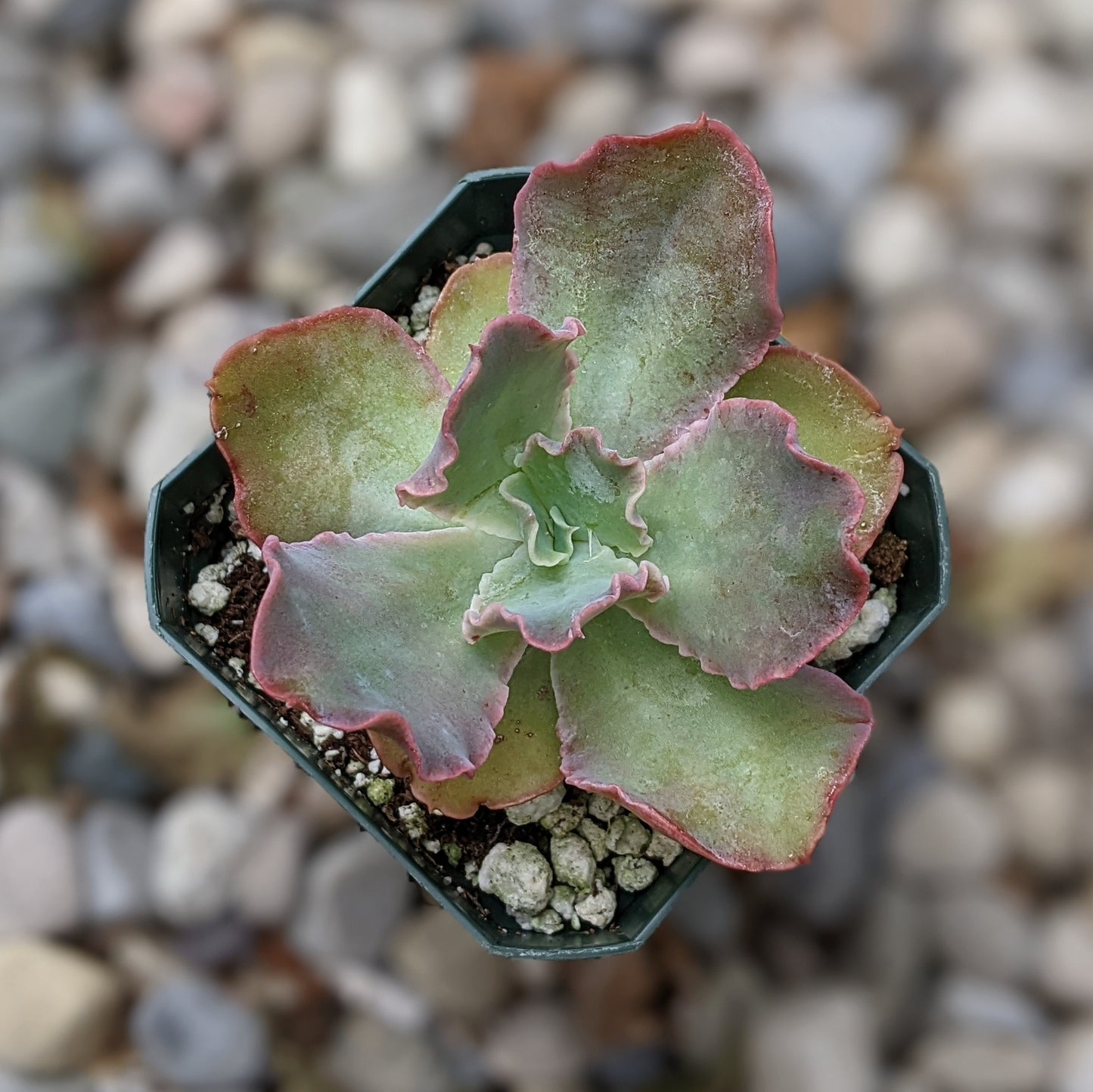 Echeveria 'Easter Bonnet'