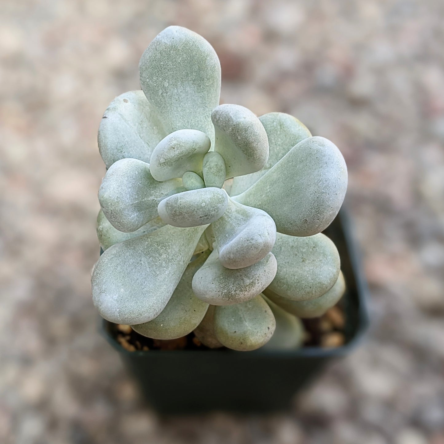 Pachyphytum Bracteosum