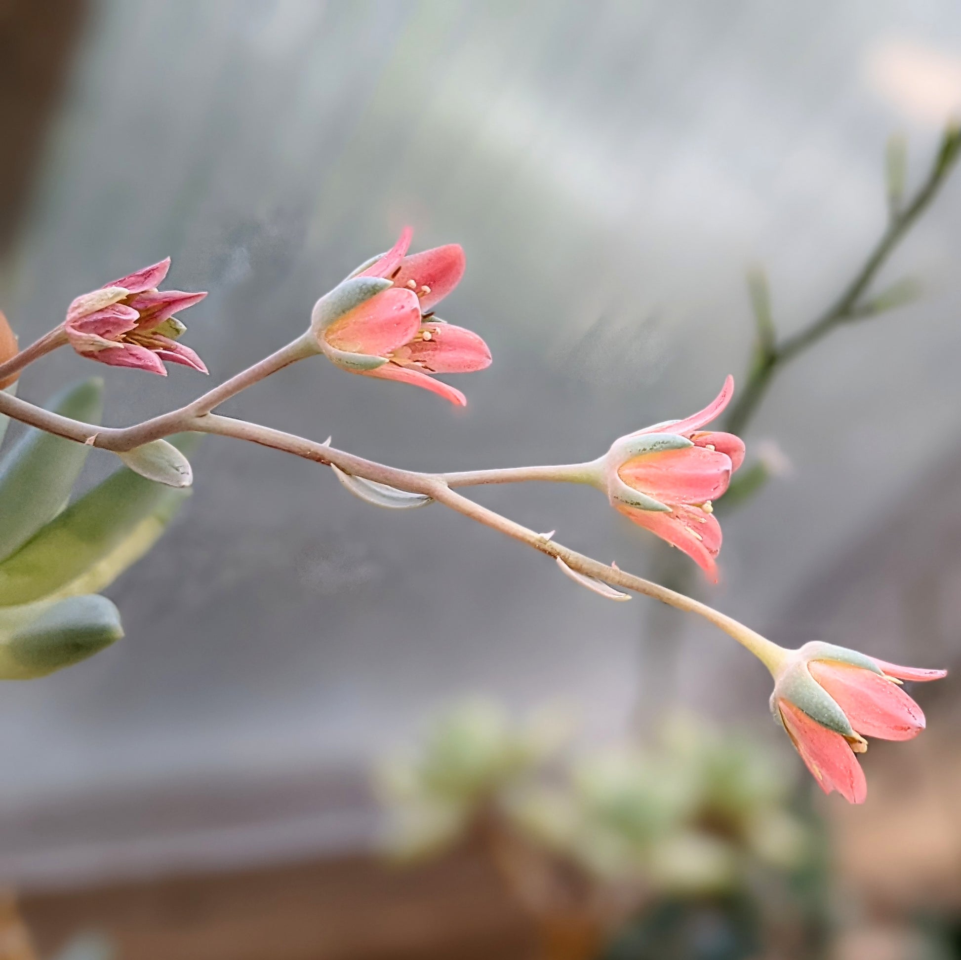 solomon plant succulent Pachyphytum 'Solomon'