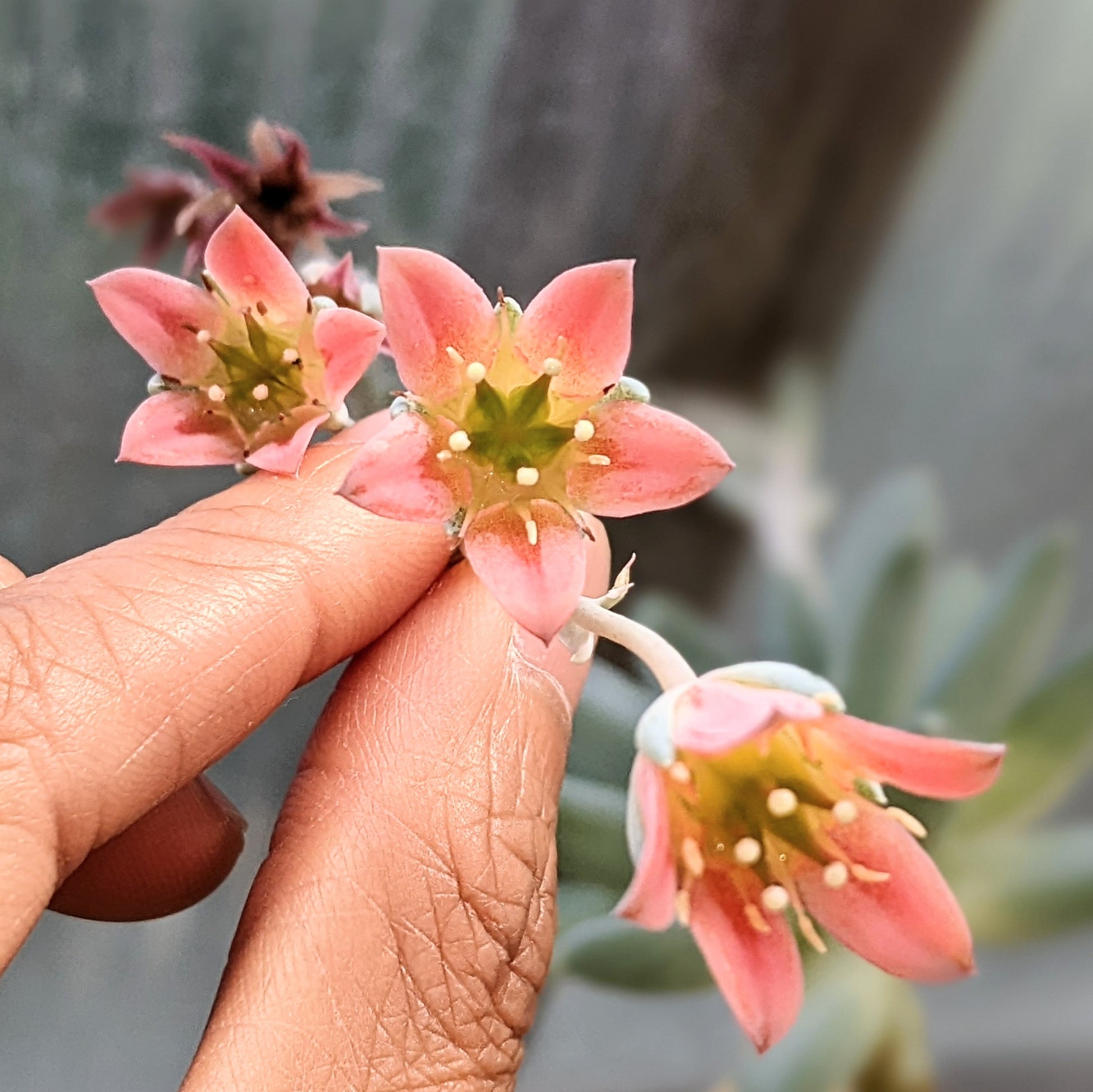 solomon plant succulent Pachyphytum 'Solomon'