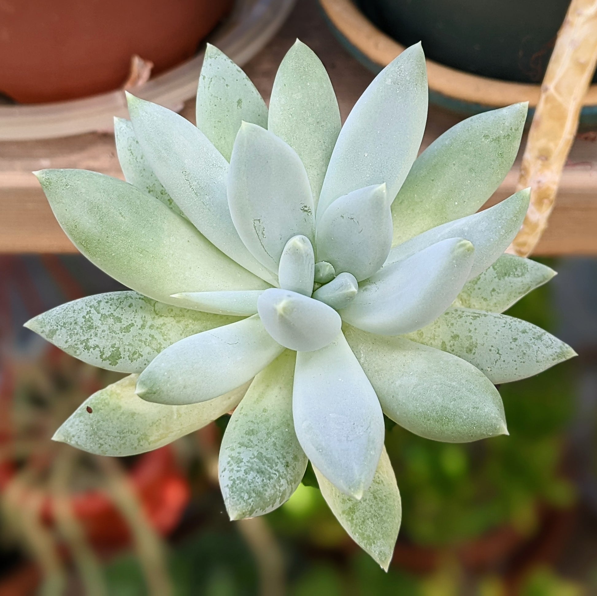 solomon plant succulent Pachyphytum 'Solomon'