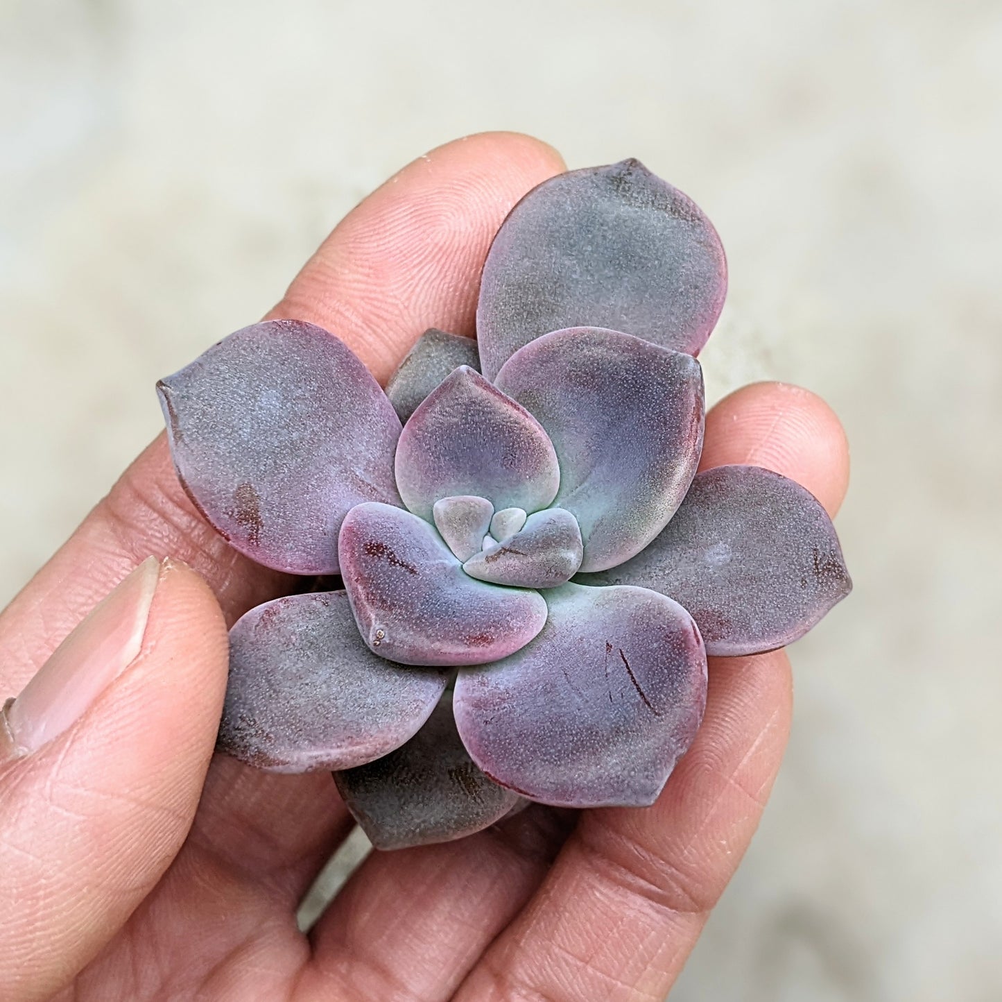 Graptoveria 'Purple Delight'