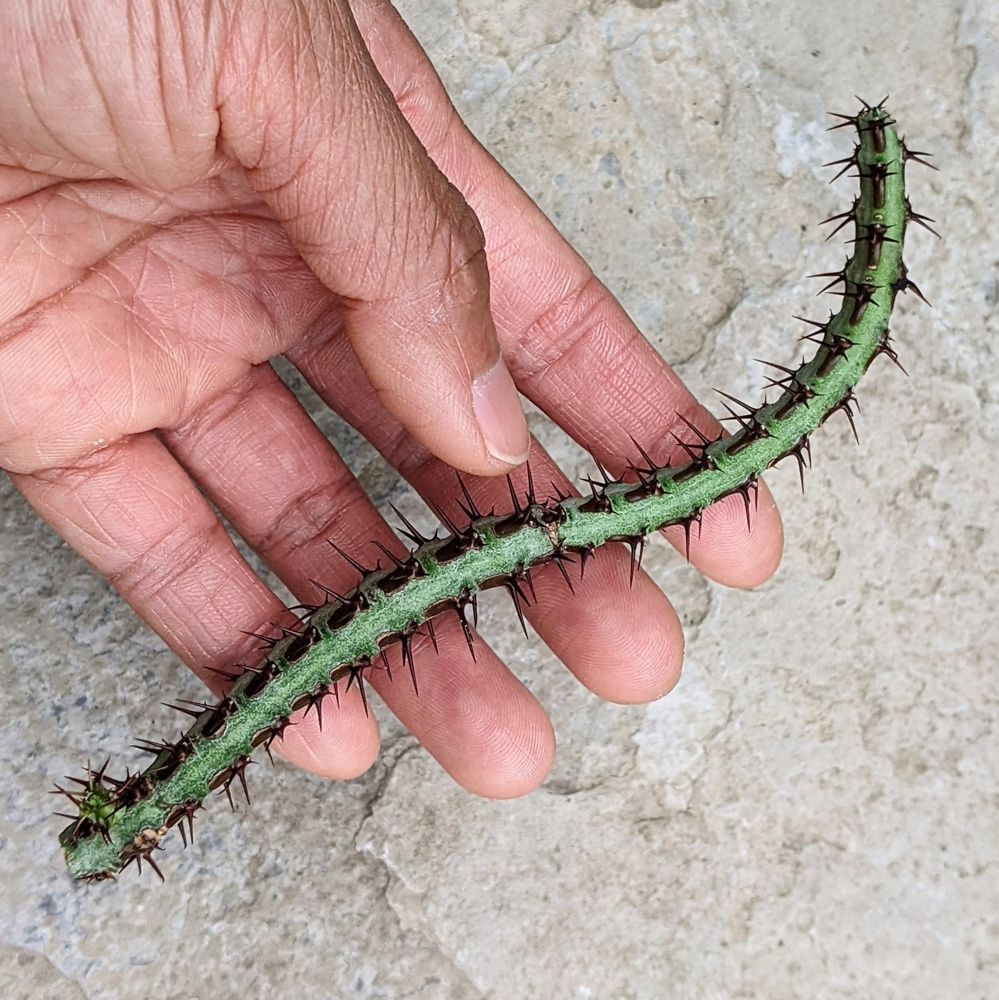 Euphorbia Aeruginosa