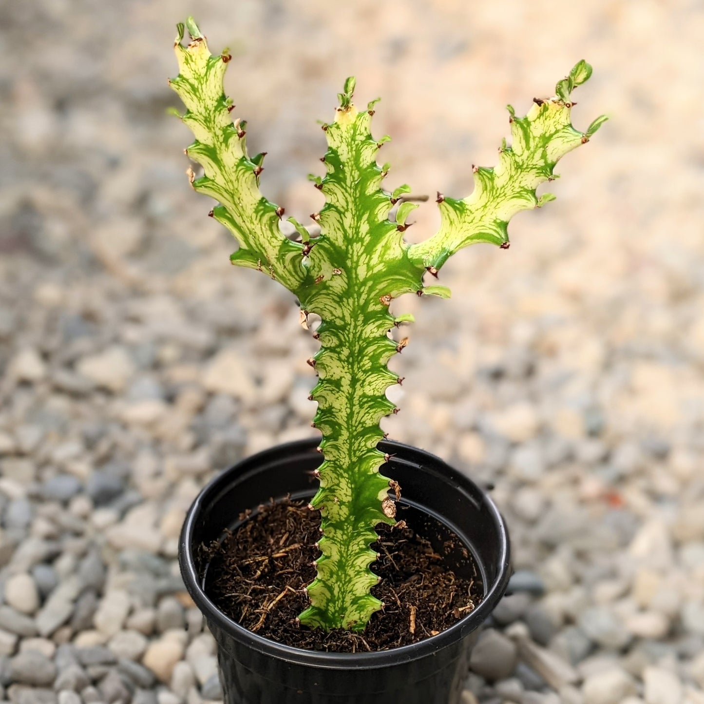 Euphorbia Trigona cv. Mint Cream