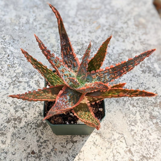 Aloe Hybrid 'Piranha'